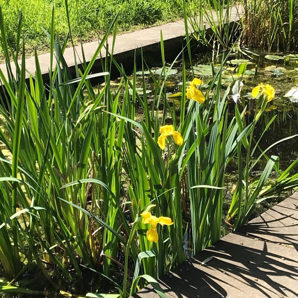 Flag Irises in Chelsea Physic Garden