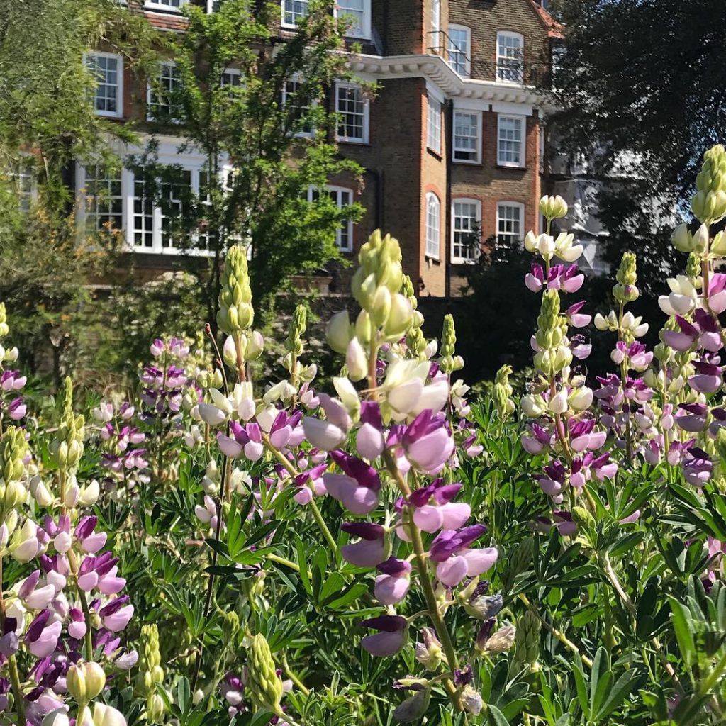 Chelsea Physic Garden, May