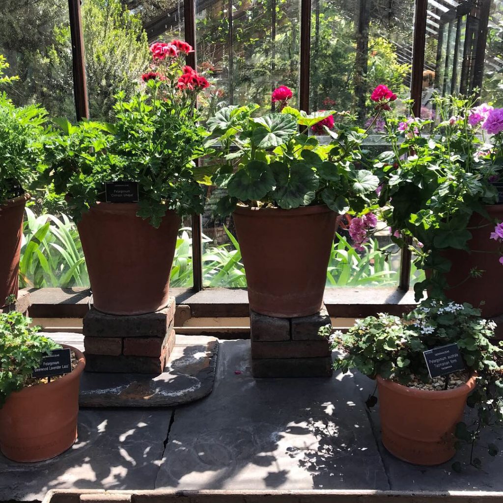 Pelargonium House, Chelsea Physic Garden