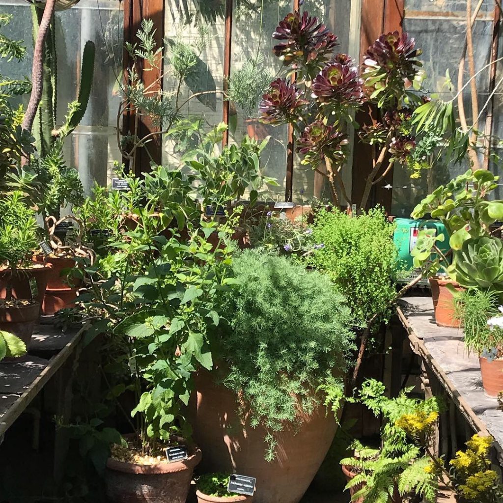 Succulent House